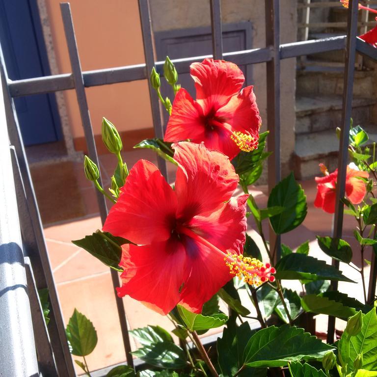 B&B La Mimosa Del Golfo Ospedaletti Exterior foto